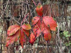 B-Herbststimmung 027.jpg